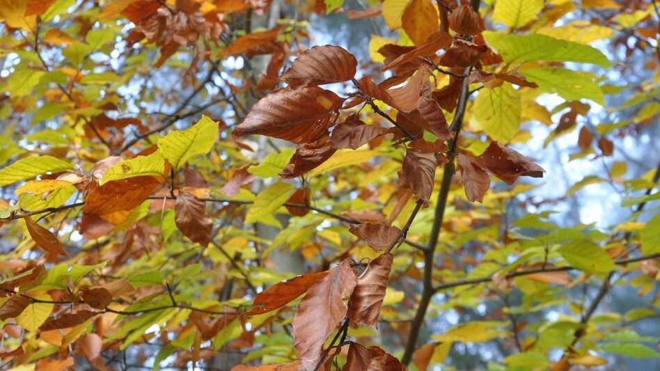 Theme path Way of the Cross - Hike Thannhausen - Touren-Impression #2.4 | © Oststeiermark Tourismus