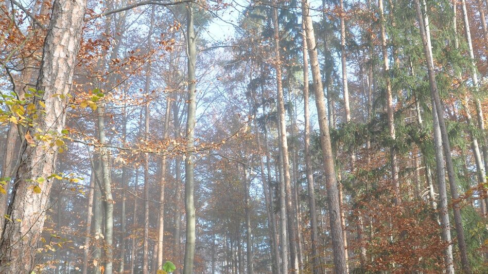 Theme path Way of the Cross - Hike Thannhausen - Touren-Impression #2.5 | © Oststeiermark Tourismus