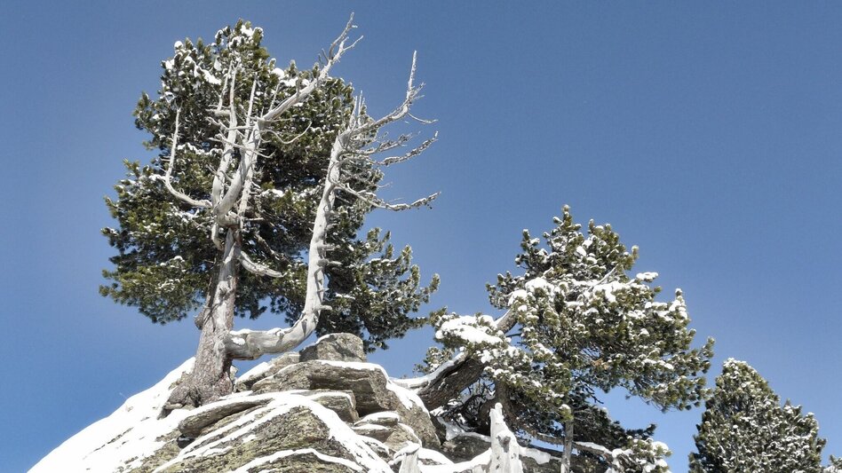 Snowshoe walking With snowshoes from hut to hut - Touren-Impression #2.7 | © Weges OG