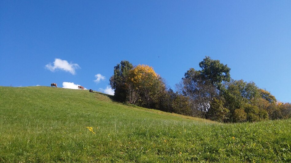 Wanderung Krapflrundweg - Touren-Impression #2.1 | © Erlebnisregion Schladming-Dachstein