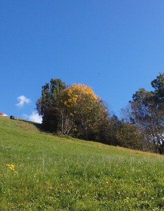 krapflrundweg_img_70215334 | Barbara Luidold | © Erlebnisregion Schladming-Dachstein