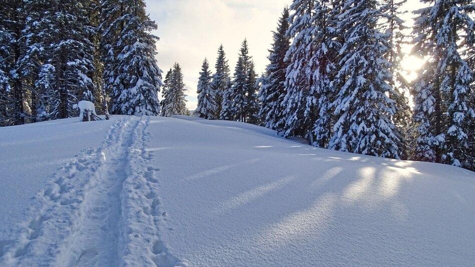 Snowshoe walking Snowshoe hike Rappoldkogel from the Old Almhaus - Touren-Impression #2.6 | © Weges OG