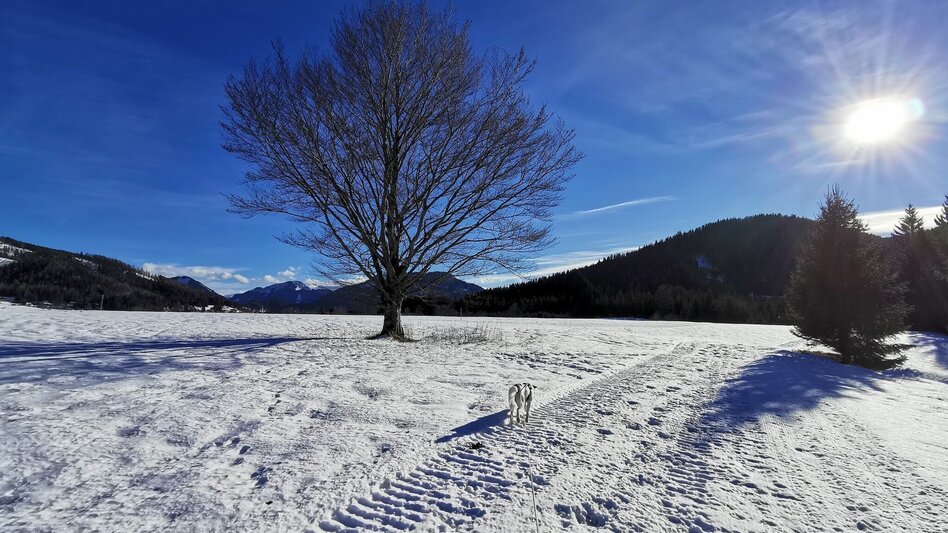 Winter Hiking Winter hiking trail at the airfield St. Sebastian - Touren-Impression #2.3 | © TV Hochsteiermark