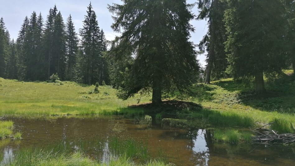 Wanderung Stoiringalmwanderung - Touren-Impression #2.8 | © Erlebnisregion Schladming-Dachstein