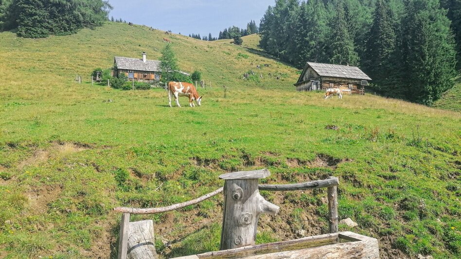 Wanderung Stoiringalmwanderung - Touren-Impression #2.4 | © Erlebnisregion Schladming-Dachstein