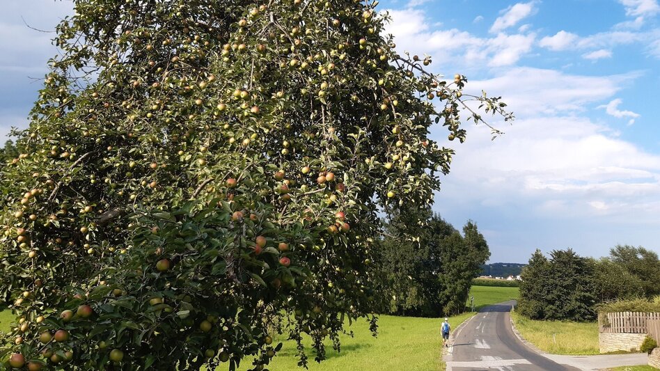 Hiking route Heilbründl circuit, Grafendorf - Touren-Impression #2.1 | © Oststeiermark Tourismus