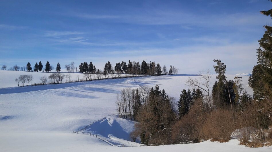 Winter Hiking Winter Hike in St. Kathrein/Offenegg - Touren-Impression #2.6 | © Oststeiermark Tourismus