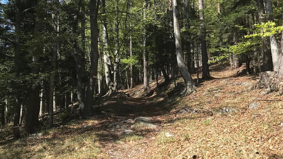 Wanderung Sattelberge-Tour vom Gösser zum Wolfsattel - Touren-Impression #2.2 | © Oststeiermark Tourismus