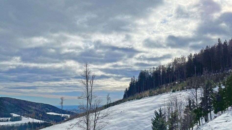 Wanderung Sattelberge-Tour vom Gösser zum Wolfsattel - Touren-Impression #2.13 | © Oststeiermark Tourismus