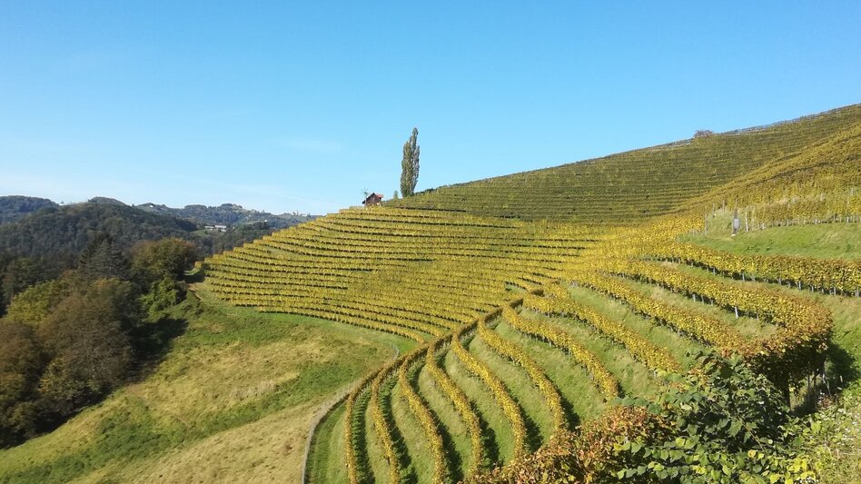 Wanderung Steirischer Obst- und Weinlehrpfad Silberberg - Touren-Impression #2.4 | © TV Südsteiermark