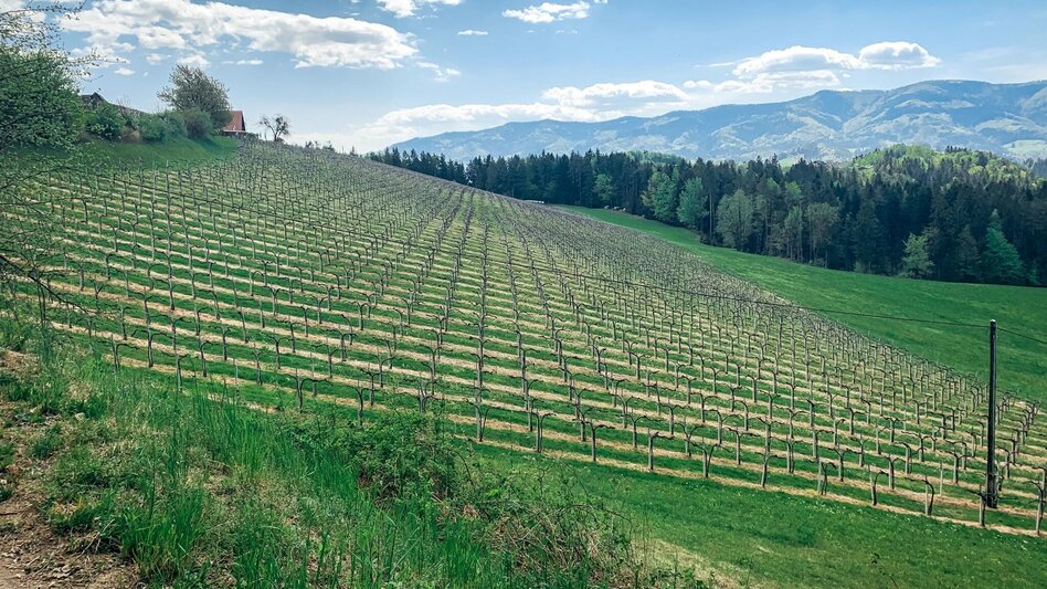 Mountain Biking Panorama Tour (Wies) - a perfect triad - Touren-Impression #2.3 | © Schilcherland Steiermark
