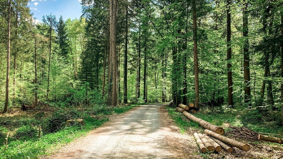 Mountain Biking Panorama Tour (Wies) - a perfect triad - Touren-Impression #2.5 | © Schilcherland Steiermark