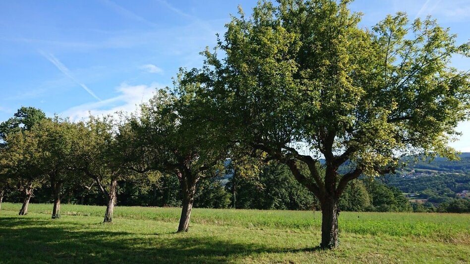 Hiking route Climate Future Trail | northern section, Pöllau - Touren-Impression #2.4 | © Oststeiermark Tourismus