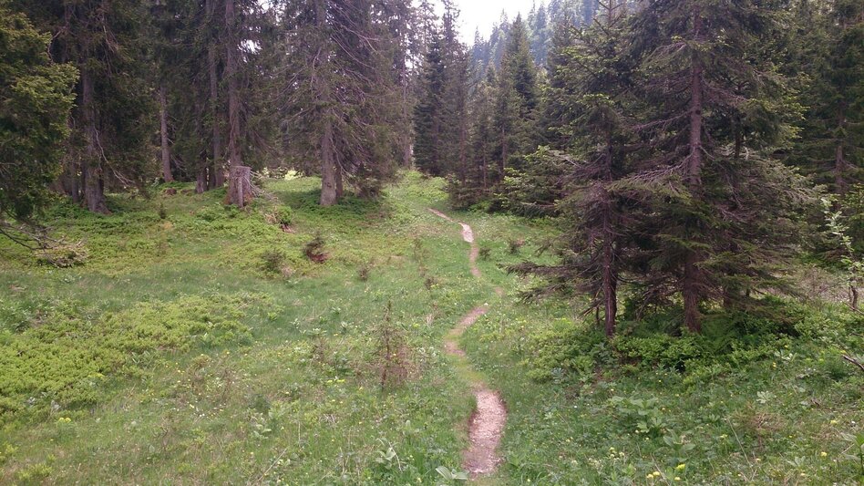 Hiking route Feldwiesalm and Eiserner Herrgott from Taschelbach - Touren-Impression #2.1 | © TV Hochsteiermark
