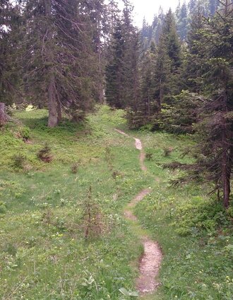 Am Weg zur Feldwiesalm | Brigitte Digruber | © TV Hochsteiermark