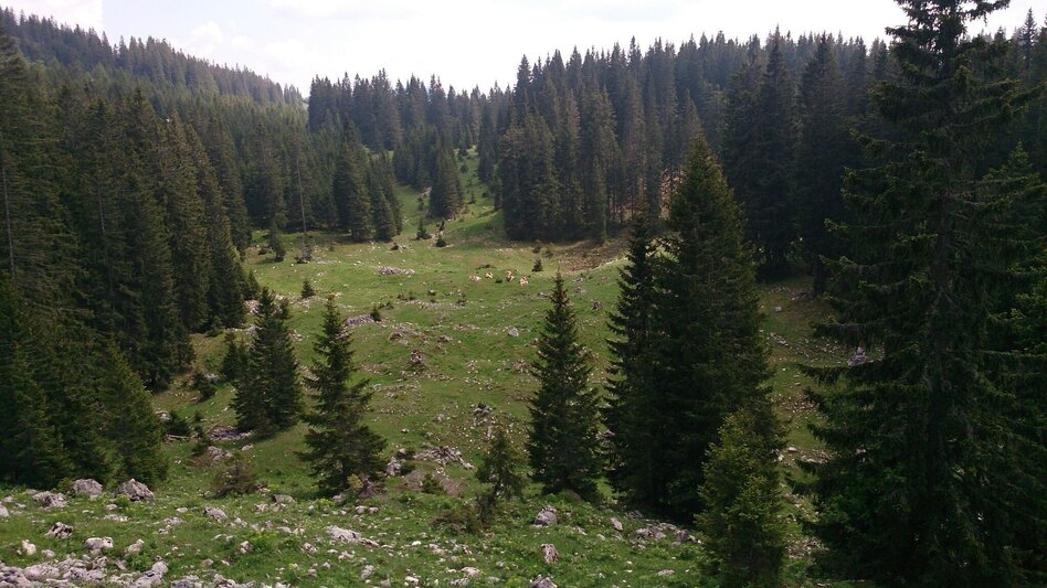 Hiking route Feldwiesalm and Eiserner Herrgott from Taschelbach - Touren-Impression #2.5 | © TV Hochsteiermark