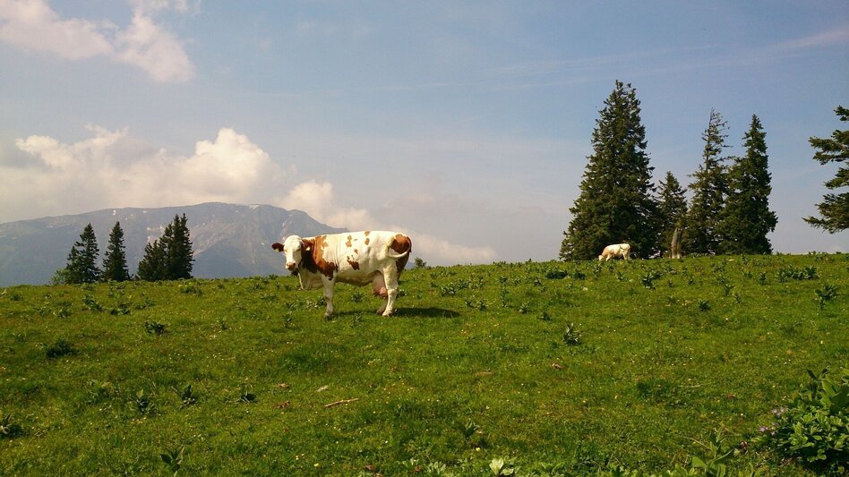 Hiking route Feldwiesalm and Eiserner Herrgott from Taschelbach - Touren-Impression #2.8 | © TV Hochsteiermark
