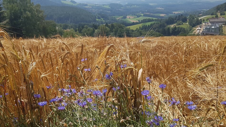 Hiking route Masenberg circuit via Lüßwaldsattel, Pöllauberg - Touren-Impression #2.4 | © Oststeiermark Tourismus
