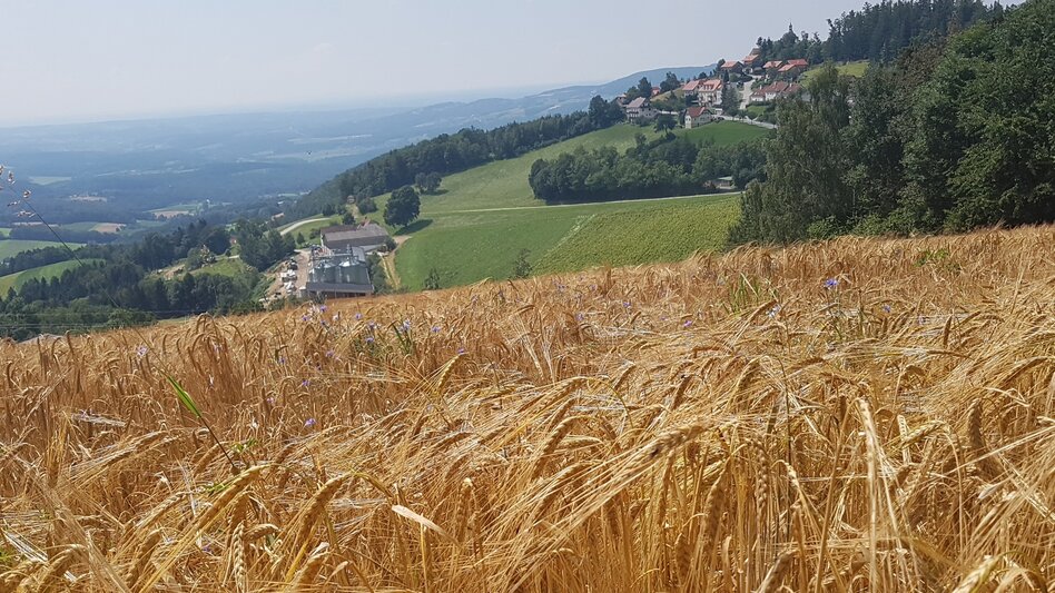 Hiking route Masenberg circuit via Lüßwaldsattel, Pöllauberg - Touren-Impression #2.5 | © Oststeiermark Tourismus