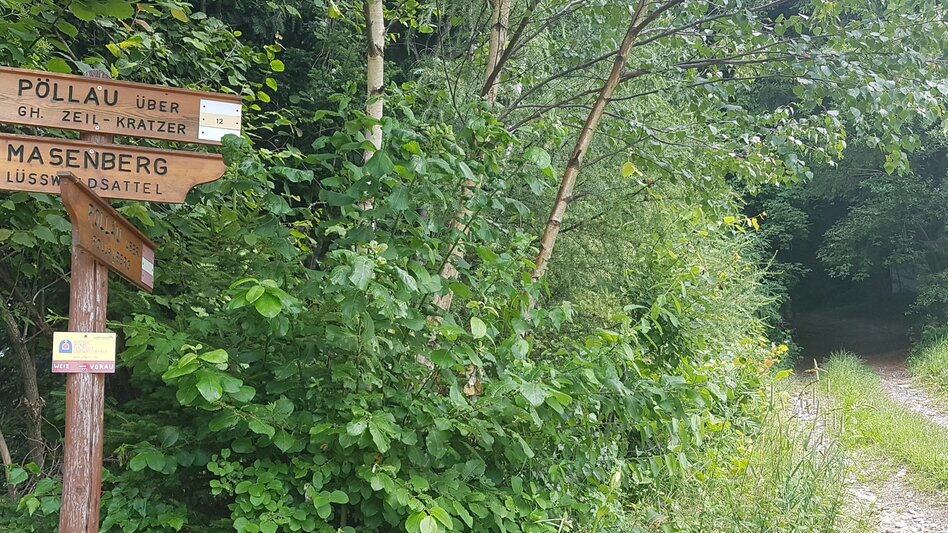 Hiking route Masenberg circuit via Lüßwaldsattel, Pöllauberg - Touren-Impression #2.6 | © Oststeiermark Tourismus