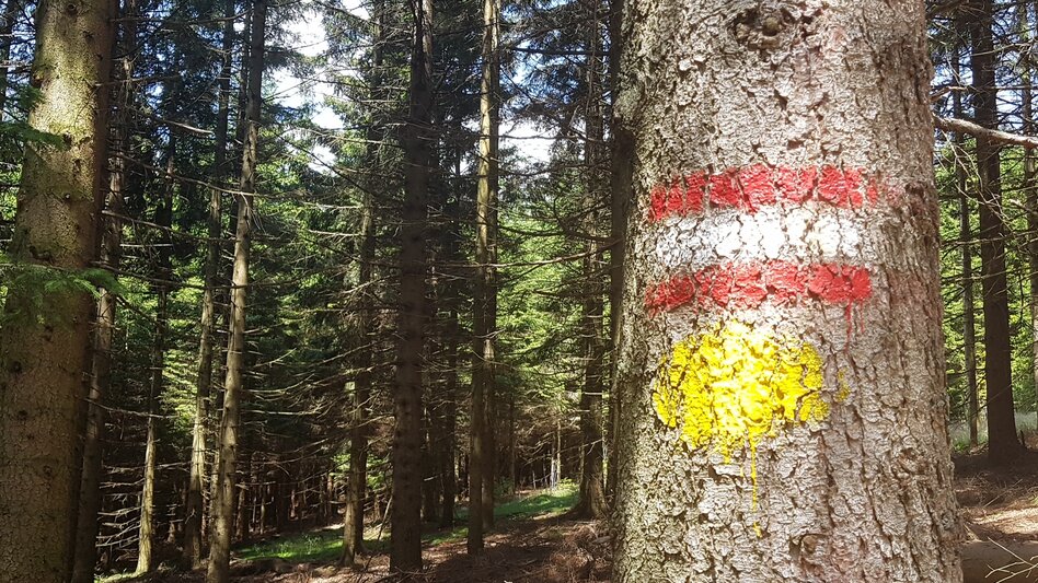 Hiking route Masenberg circuit via Lüßwaldsattel, Pöllauberg - Touren-Impression #2.8 | © Oststeiermark Tourismus