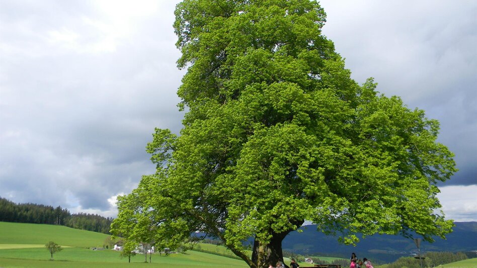 Hiking route Circular hike: Pöllau - Gschaid - Rabenwald - Pöllau - Touren-Impression #2.6 | © Franz Grabenhofer