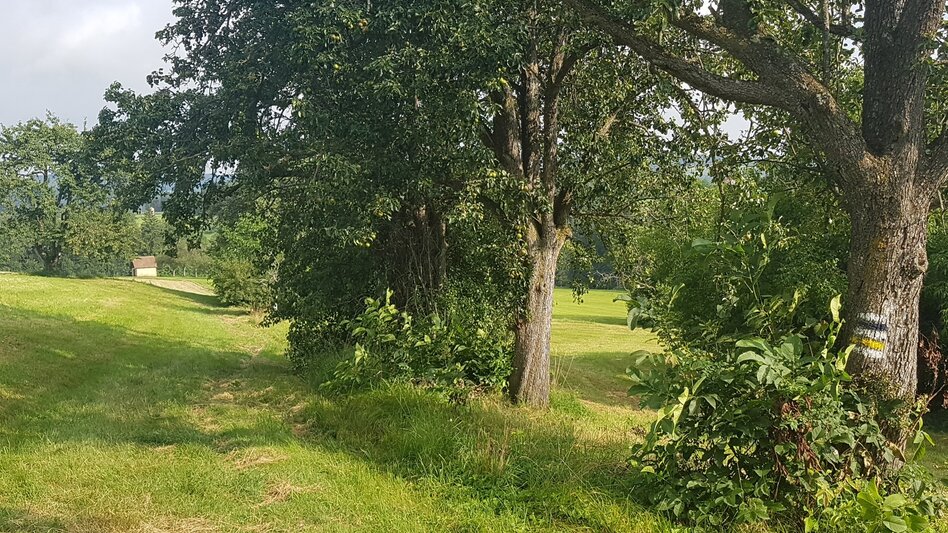 Wanderung Rabenwaldkogel, Pöllau - Touren-Impression #2.6 | © Oststeiermark Tourismus