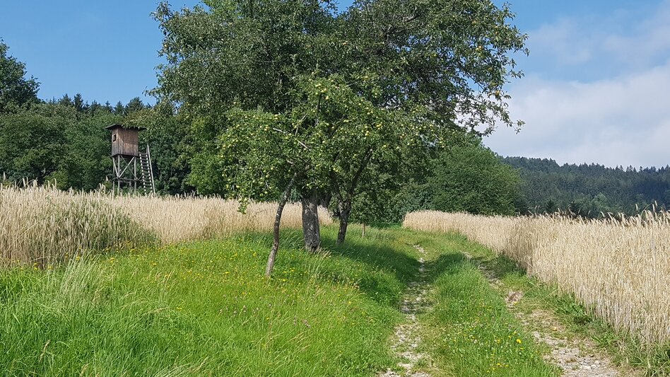 Wanderung Rabenwaldkogel, Pöllau - Touren-Impression #2.8 | © Oststeiermark Tourismus