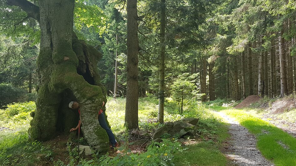 Wanderung Rabenwaldkogel, Pöllau - Touren-Impression #2.9 | © Oststeiermark Tourismus
