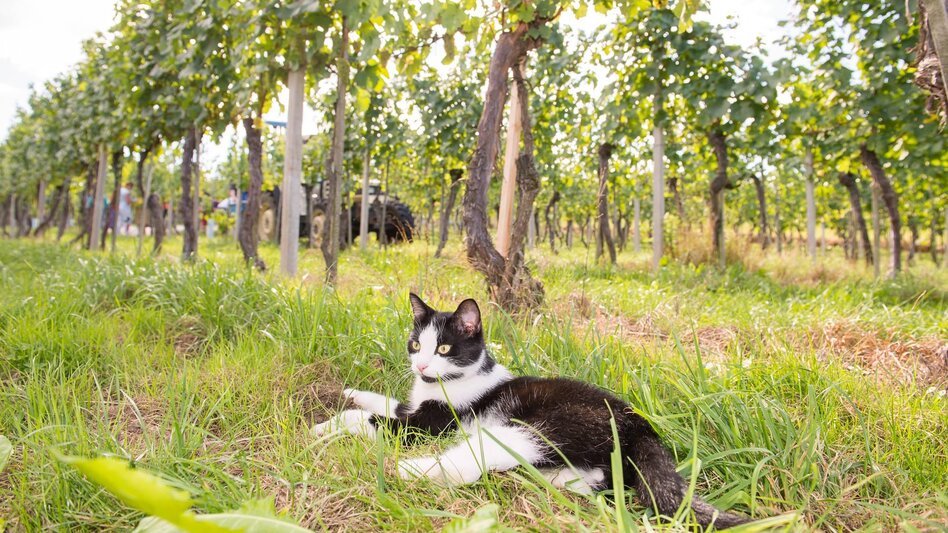Wanderung Wanderweg zum Weinhof Allmer, RETTER Pöllauberg - Touren-Impression #2.8 | © Buschenschank Allmer