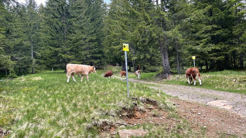 Mountain Biking Brendlalm-Tour (Eibiswald) - Touren-Impression #2.3 | © Südsteiermark