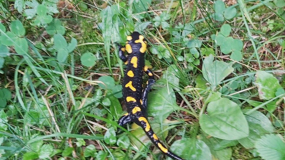 Hiking route Hike to the Ringwarte, Pöllauberg - Touren-Impression #2.7 | © Oststeiermark Tourismus