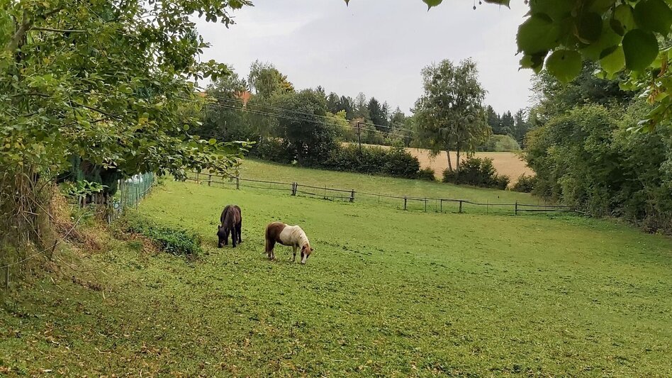 Hiking route Hike to the Ringwarte, Pöllauberg - Touren-Impression #2.9 | © Oststeiermark Tourismus
