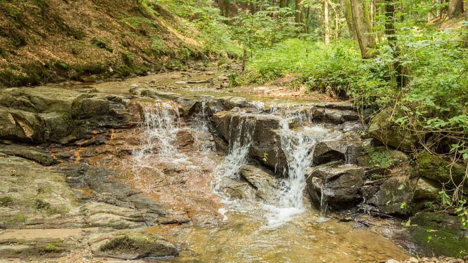 Themen- und Lehrpfad Vogelthemenweg Pöllau - Touren-Impression #2.1 | © Oststeiermark Tourismus