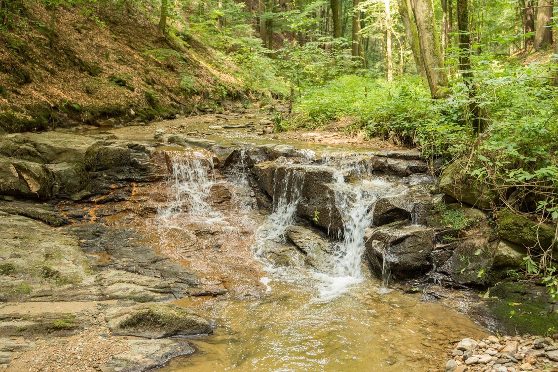 Themen- und Lehrpfad Vogelthemenweg Pöllau - Touren-Impression #1 | © Oststeiermark Tourismus