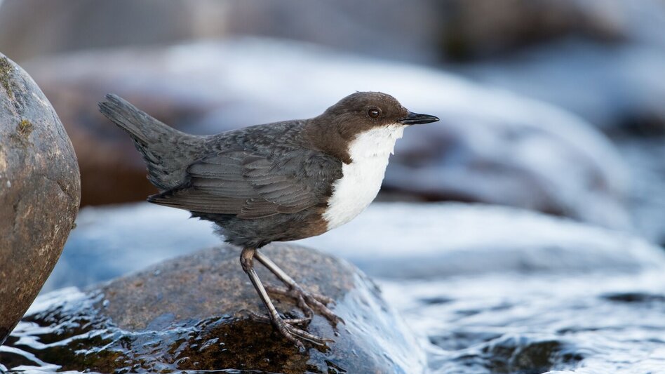Themen- und Lehrpfad Vogelthemenweg Pöllau - Touren-Impression #2.3 | © Oststeiermark Tourismus