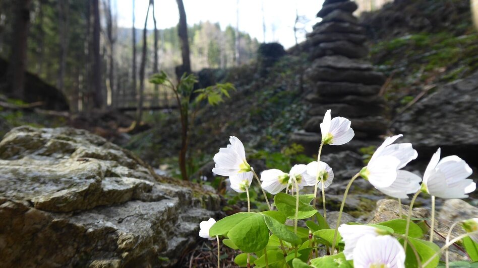 Wanderung Die aussichtsreiche Hubertus-Runde - Touren-Impression #2.2 | © Region Graz