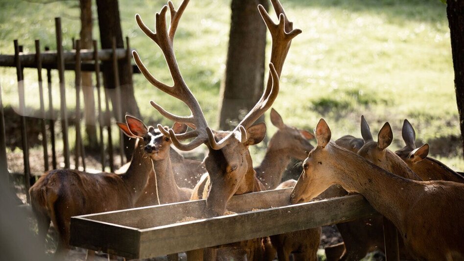 Mountain Biking Radelikat (Eibiswald) - Biking with Pleasure in Schilcherland - Touren-Impression #2.2 | © Schilcherland Steiermark