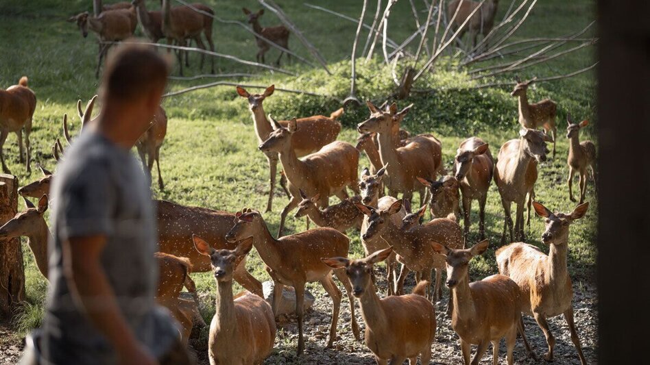 Mountain Biking Radelikat (Eibiswald) - Biking with Pleasure in Schilcherland - Touren-Impression #2.11 | © Schilcherland Steiermark