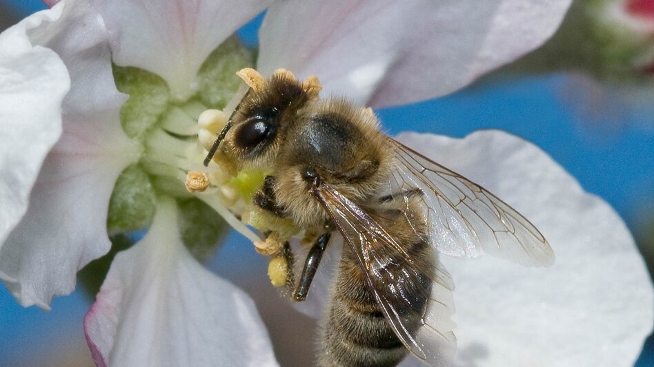 Bike Riding Spring bike tour in ApfelLand , Puch bei Weiz - Touren-Impression #2.1 | © Oststeiermark Tourismus