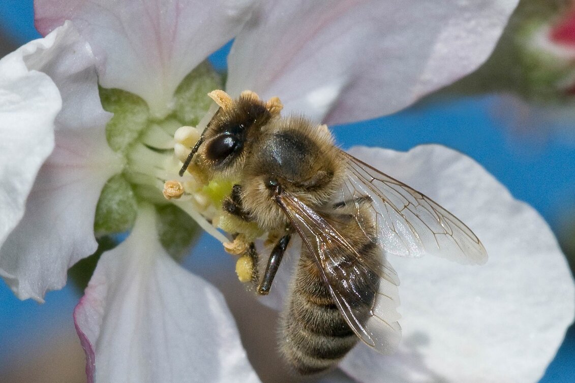 Bike Riding Spring bike tour in ApfelLand , Puch bei Weiz - Touren-Impression #1 | © Oststeiermark Tourismus