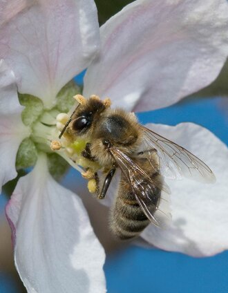 Apple blossom, busy bees, ApfelLand-Stubenbergsee, Eastern Styria | Ewald Neffe | © Oststeiermark Tourismus