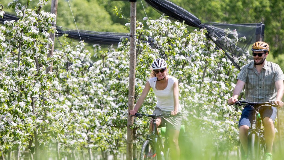Bike Riding Spring bike tour in ApfelLand , Puch bei Weiz - Touren-Impression #2.2 | © Steiermark Tourismus
