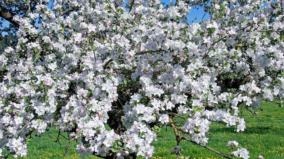 Bike Riding Spring bike tour in ApfelLand , Puch bei Weiz - Touren-Impression #2.7 | © Oststeiermark Tourismus