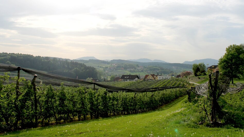 Hiking route Apple circuit Etzersdorf – Rollsdorf - Touren-Impression #2.1 | © TV St. Ruprecht an der Raab