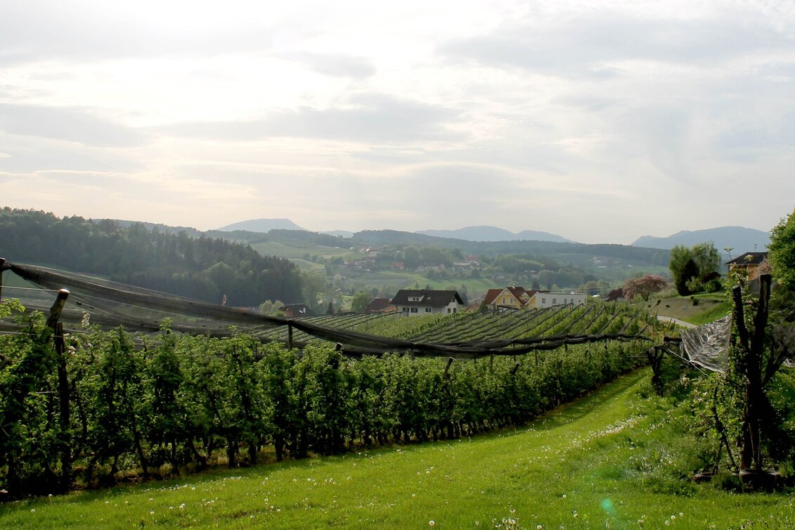 Hiking route Apple circuit Etzersdorf – Rollsdorf - Touren-Impression #1 | © TV St. Ruprecht an der Raab