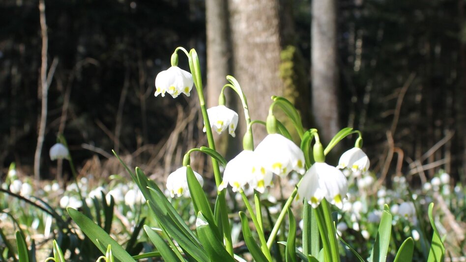 Hiking route Apple circuit Etzersdorf – Rollsdorf - Touren-Impression #2.3 | © Oststeiermark Tourismus