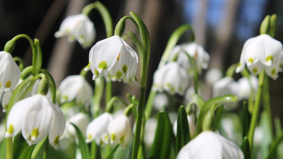 Hiking route Apple circuit Etzersdorf – Rollsdorf - Touren-Impression #2.4 | © Oststeiermark Tourismus