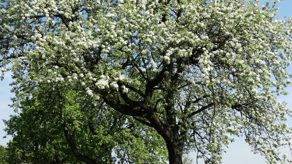 Hiking route Apple circuit Etzersdorf – Rollsdorf - Touren-Impression #2.5 | © Oststeiermark Tourismus