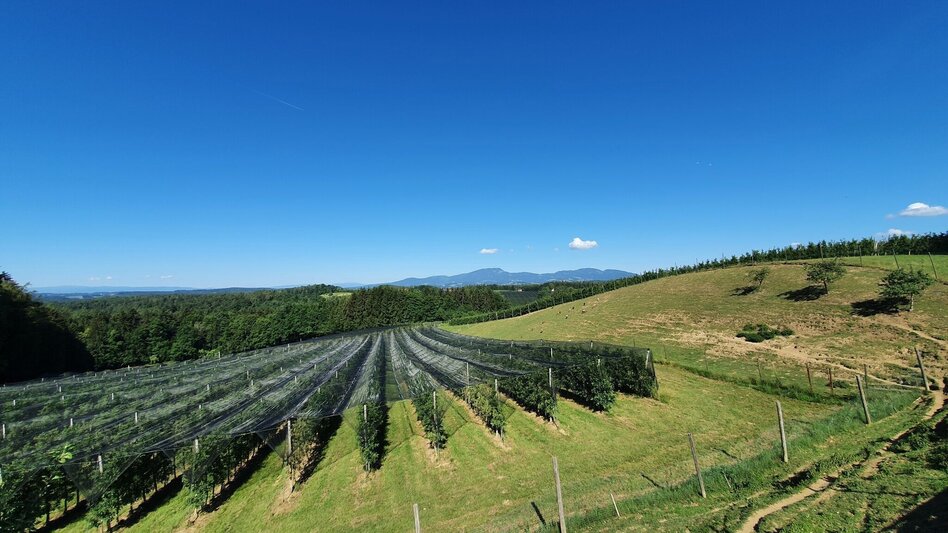Hiking route Apple circuit Etzersdorf – Rollsdorf - Touren-Impression #2.6 | © Oststeiermark Tourismus